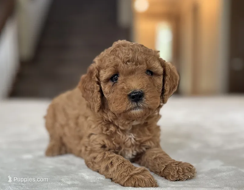 zuri – Miniature Goldendoodle puppy for sale in Bluffton, IN