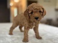 zuri, a female Miniature Goldendoodle for sale in Bluffton, IN – 4 of 5