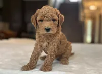 Raya, a female Miniature Goldendoodle for sale in Bluffton, IN – 2 of 6