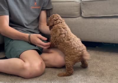 Wally, a male Miniature Goldendoodle for sale in Bluffton, IN – 6 of 6