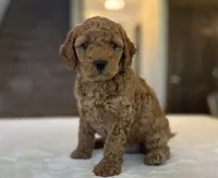Lulu, a female Miniature Goldendoodle for sale in Bluffton, IN – 7 of 10