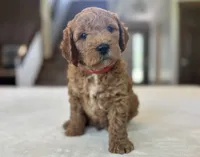 Eddie, a male Miniature Goldendoodle for sale in Bluffton, IN – 2 of 6