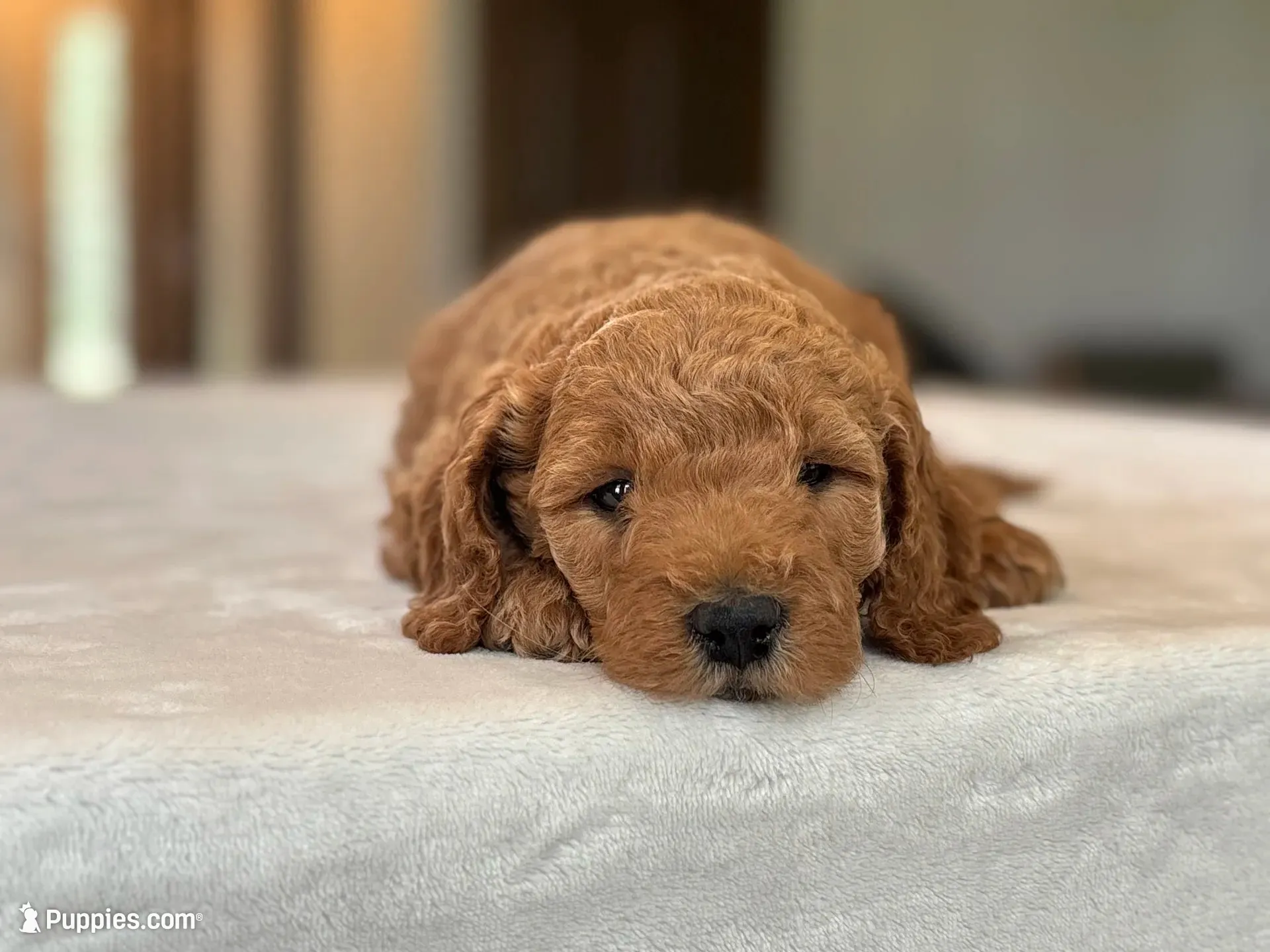 Bruno, a male Miniature Goldendoodle for sale in Bluffton, IN – 2 of 7