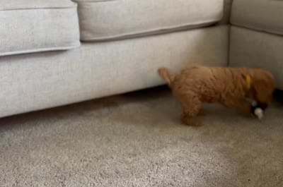 Raya, a female Miniature Goldendoodle for sale in Bluffton, IN – 6 of 6