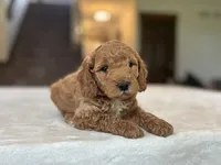 Bruno, a male Miniature Goldendoodle for sale in Bluffton, IN – 3 of 7