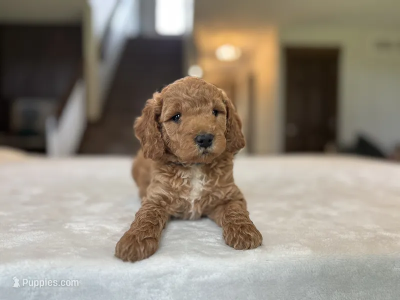 Bruno, a male Miniature Goldendoodle for sale in Bluffton, IN – 1 of 7