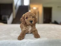 Bruno, a male Miniature Goldendoodle for sale in Bluffton, IN – 1 of 7