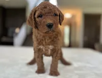 Wally, a male Miniature Goldendoodle for sale in Bluffton, IN – 2 of 6