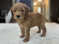 Raya, a female Miniature Goldendoodle for sale in Bluffton, IN – 3 of 6