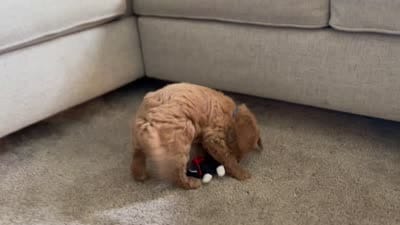 Bruno, a male Miniature Goldendoodle for sale in Bluffton, IN – 7 of 7