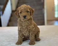 Lulu, a female Miniature Goldendoodle for sale in Bluffton, IN – 2 of 10