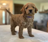 Lulu, a female Miniature Goldendoodle for sale in Bluffton, IN – 5 of 10