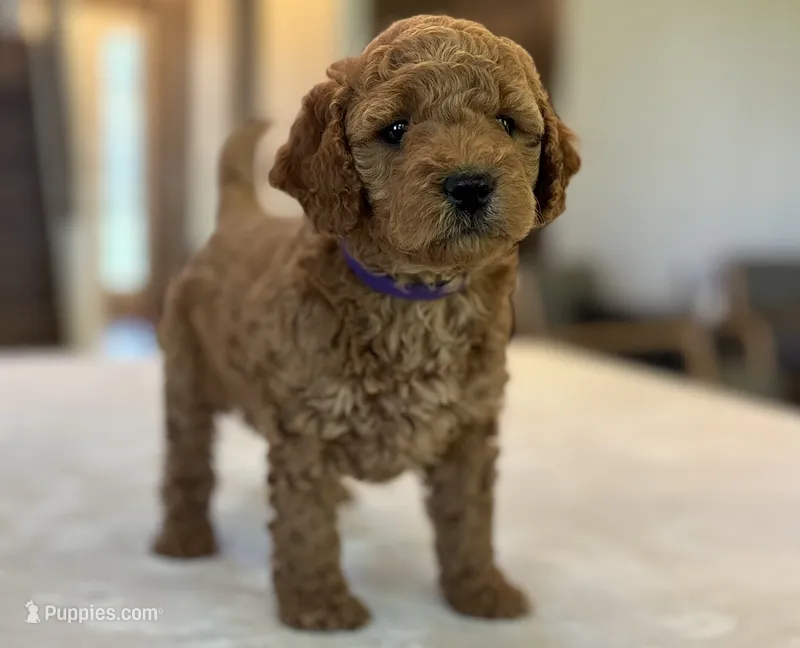 Lulu, a female Miniature Goldendoodle for sale in Bluffton, IN – 1 of 10