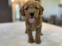 Lulu, a female Miniature Goldendoodle for sale in Bluffton, IN – 4 of 10