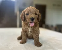 Eddie, a male Miniature Goldendoodle for sale in Bluffton, IN – 4 of 6