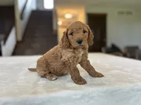 Bruno, a male Miniature Goldendoodle for sale in Bluffton, IN – 6 of 7