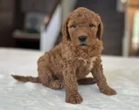 Wally, a male Miniature Goldendoodle for sale in Bluffton, IN – 3 of 6