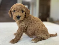 Poppy, a female Miniature Goldendoodle for sale in Bluffton, IN – 4 of 5