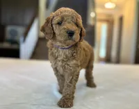 Lulu, a female Miniature Goldendoodle for sale in Bluffton, IN – 9 of 10