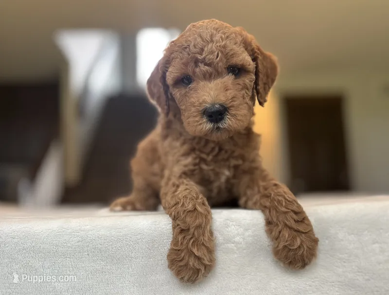 Raya – Miniature Goldendoodle puppy for sale in Bluffton, IN