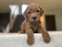 Raya, a female Miniature Goldendoodle for sale in Bluffton, IN – 1 of 6