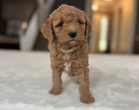 zuri, a female Miniature Goldendoodle for sale in Bluffton, IN – 3 of 5
