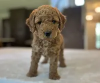 Lulu, a female Miniature Goldendoodle for sale in Bluffton, IN – 6 of 10