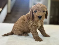 Eddie, a male Miniature Goldendoodle for sale in Bluffton, IN – 5 of 6