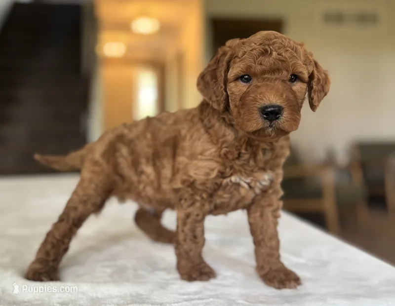 Wally – Miniature Goldendoodle puppy for sale in Bluffton, IN