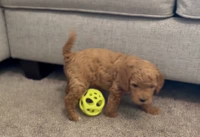 Poppy, a female Miniature Goldendoodle for sale in Bluffton, IN – 5 of 5