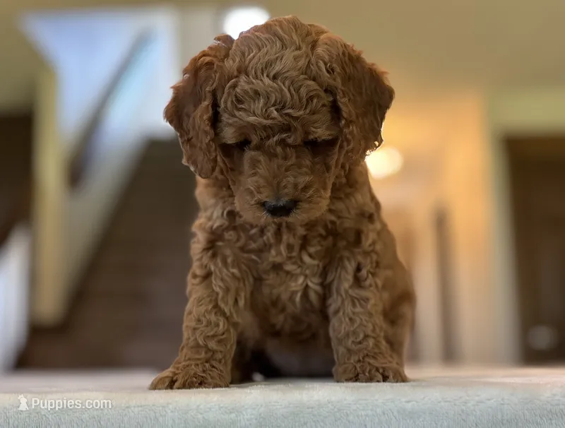 Lulu – Miniature Goldendoodle puppy for sale in Bluffton, IN
