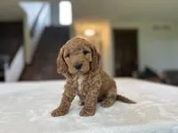 Bruno, a male Miniature Goldendoodle for sale in Bluffton, IN – 5 of 7