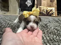 Ann, a female Chihuahua and Yorkshire Terrier for sale in Vilonia, AR – Photo 4 of 6