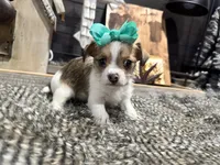 Ann, a female Chihuahua and Yorkshire Terrier for sale in Vilonia, AR – Photo 1 of 6