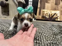 Ann, a female Chihuahua and Yorkshire Terrier for sale in Vilonia, AR – Photo 2 of 6