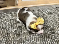 Ann, a female Chihuahua and Yorkshire Terrier for sale in Vilonia, AR – Photo 6 of 6