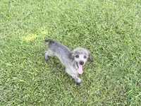 Buddy, a male Poodle - Miniature  for sale in Vilonia, AR – 2 of 10