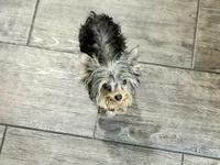 Roxie, a female Yorkshire Terrier for sale in Vilonia, AR – 2 of 10