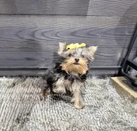 Roxie, a female Yorkshire Terrier for sale in Vilonia, AR – 3 of 9
