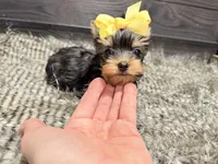 Roxie, a female Yorkshire Terrier for sale in Vilonia, AR – Photo 4 of 6