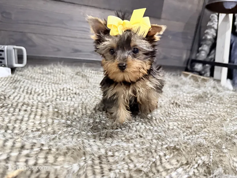 Roxie – Yorkshire Terrier puppy for sale in Vilonia, AR
