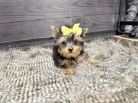 Roxie, a female Yorkshire Terrier for sale in Vilonia, AR – Photo 2 of 6