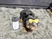 Roxie, a female Yorkshire Terrier for sale in Vilonia, AR – 2 of 9