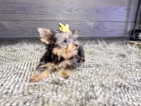 Roxie, a female Yorkshire Terrier for sale in Vilonia, AR – Photo 3 of 6