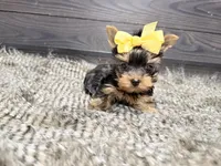Roxie, a female Yorkshire Terrier for sale in Vilonia, AR – Photo 5 of 6