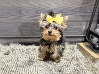 Roxie, a female Yorkshire Terrier for sale in Vilonia, AR – 1 of 9