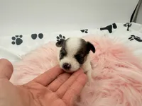 Lola, a female Chihuahua and Yorkshire Terrier for sale in Vilonia, AR – 3 of 3