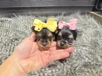 Destiny , a female Yorkshire Terrier for sale in Vilonia, AR – 3 of 3