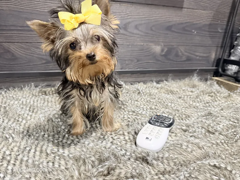 Roxie – Yorkshire Terrier puppy for sale in Vilonia, AR