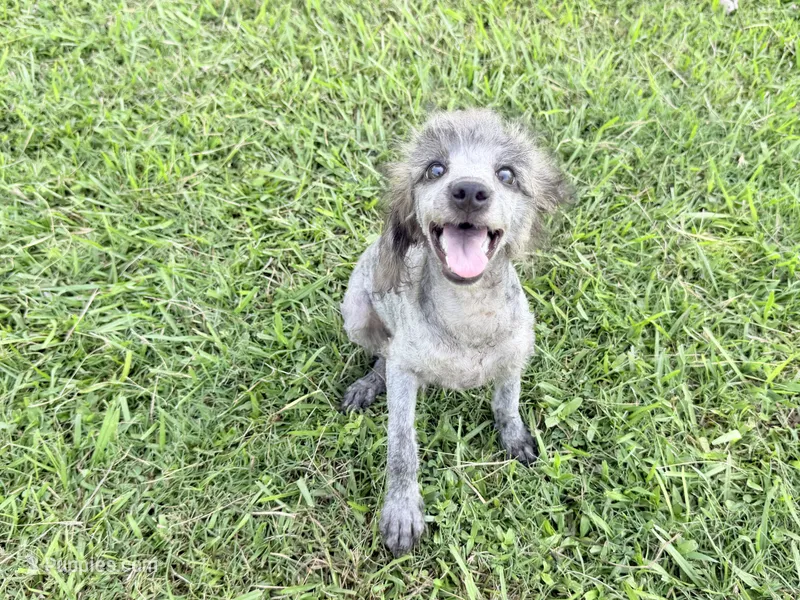 Buddy – Poodle - Miniature  puppy for sale in Vilonia, AR